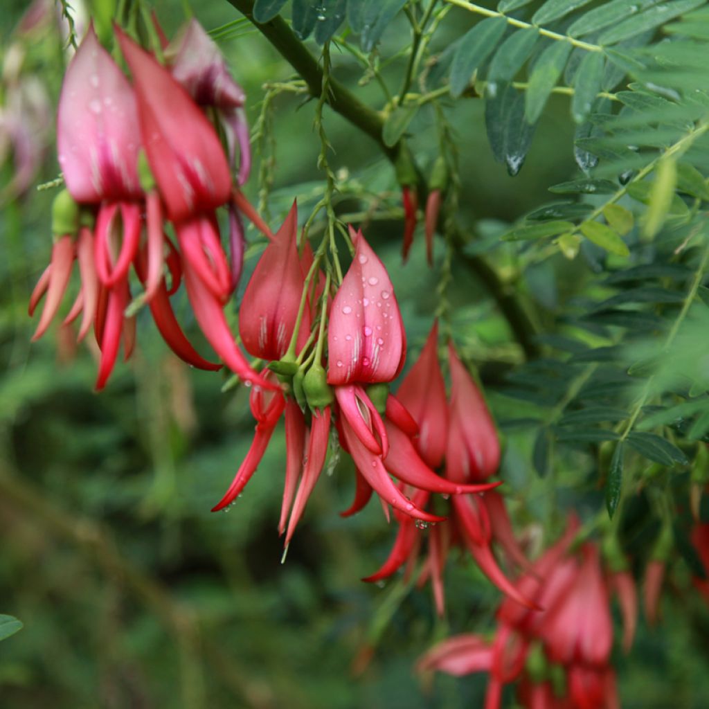 Clianthus puniceus Flamingo - Papegaaiensnavel