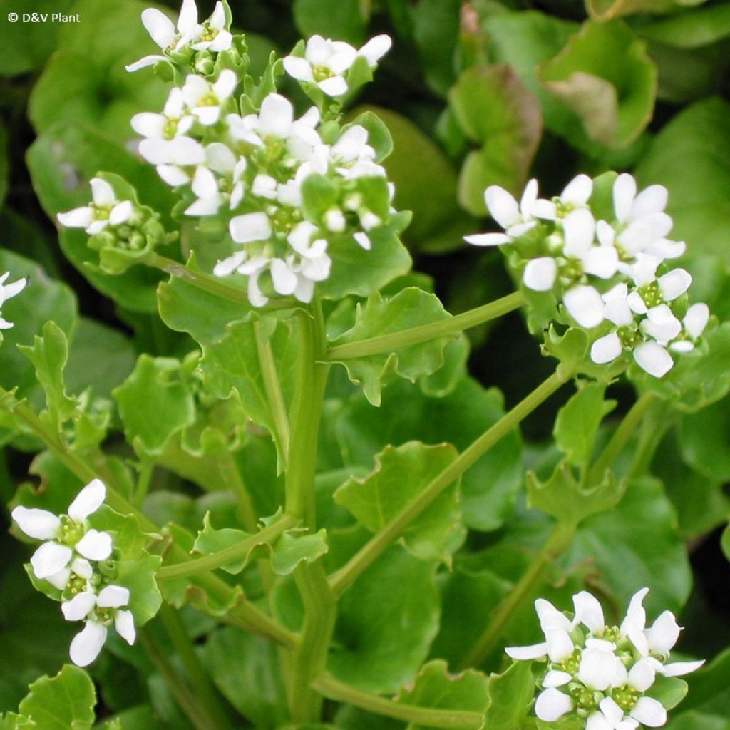 Cochléaire officinale - Cochlearia officinalis