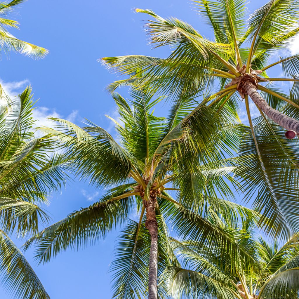 Cocos nucifera - Kokospalm