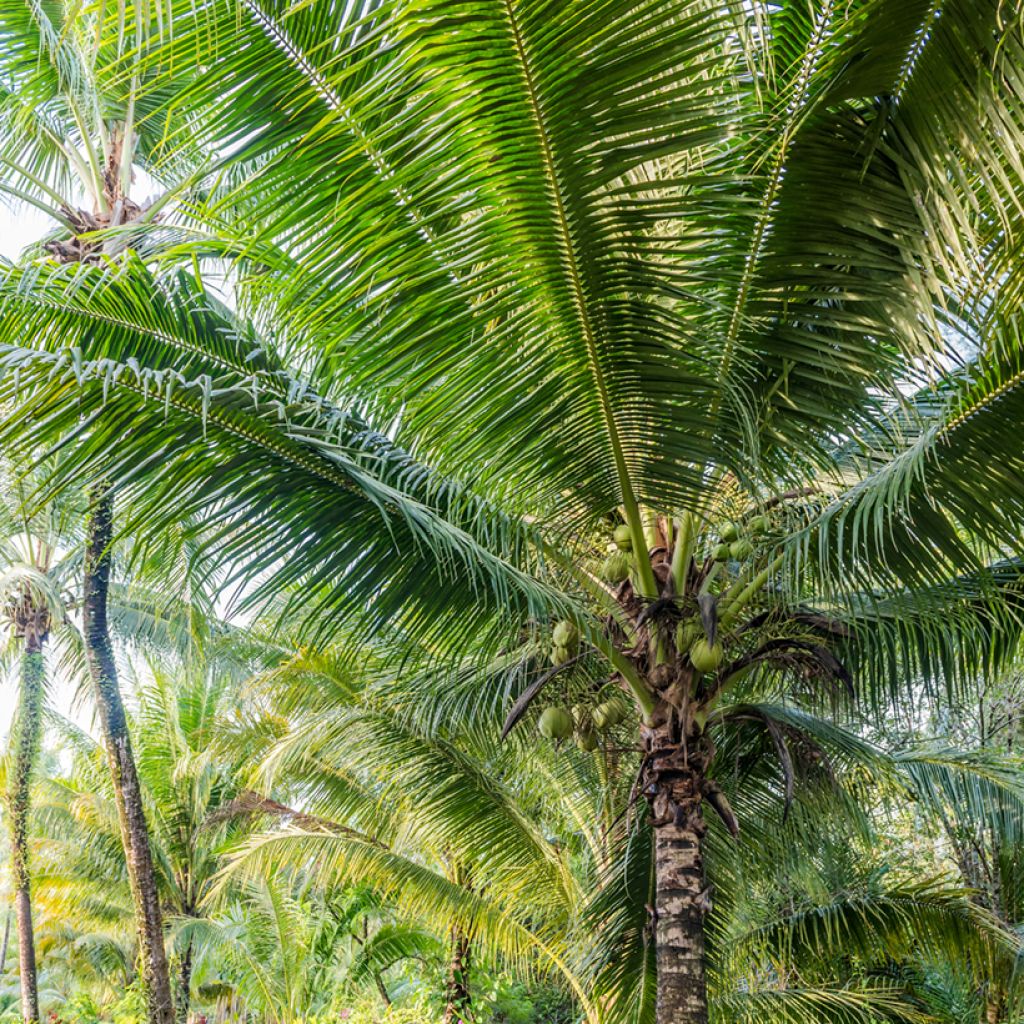 Cocos nucifera - Kokospalm