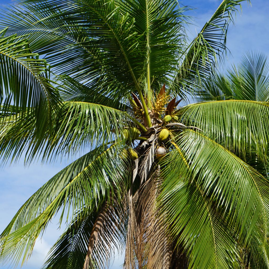 Cocos nucifera - Kokospalm