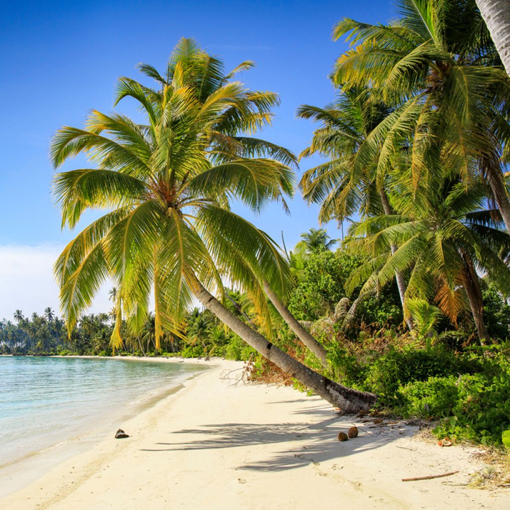 Cocos nucifera - Kokospalm