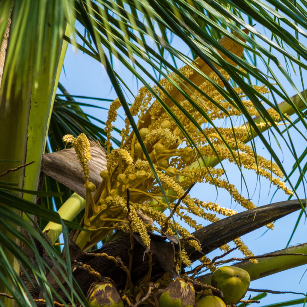 Cocos nucifera - Kokospalm