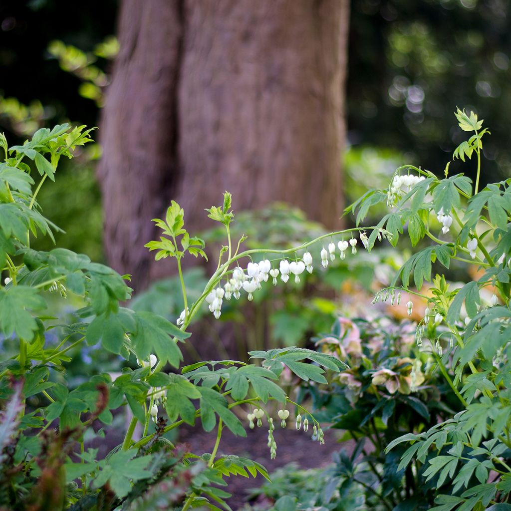 Dicentra spectabilis Alba - Gebroken hartje