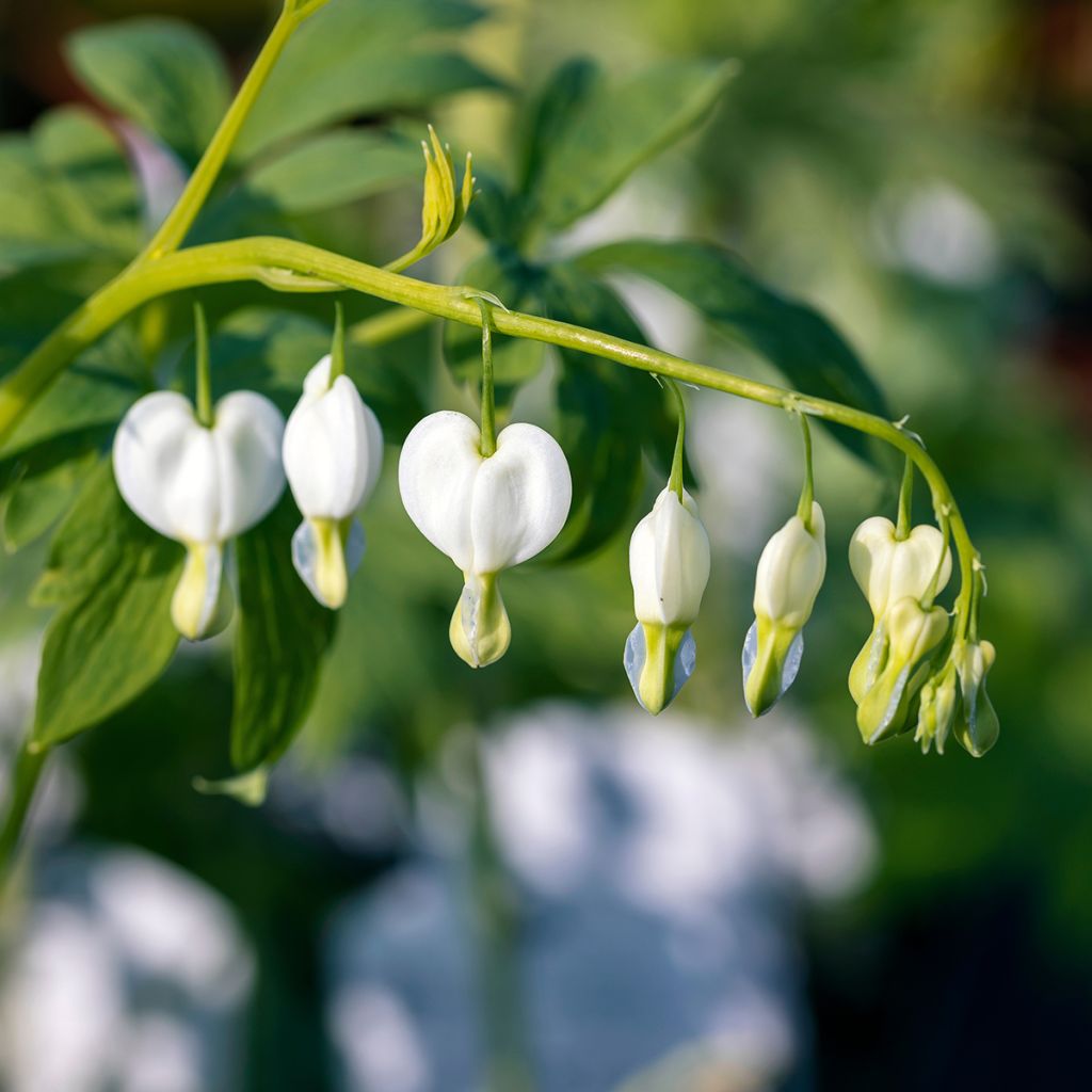 Dicentra spectabilis Alba - Gebroken hartje