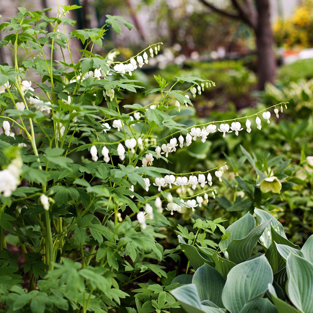 Dicentra spectabilis Alba - Gebroken hartje