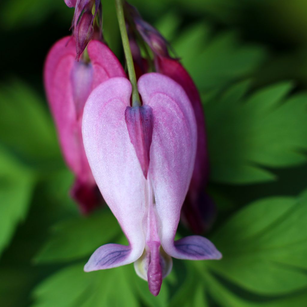 Dicentra King of Hearts - Gebroken hartje