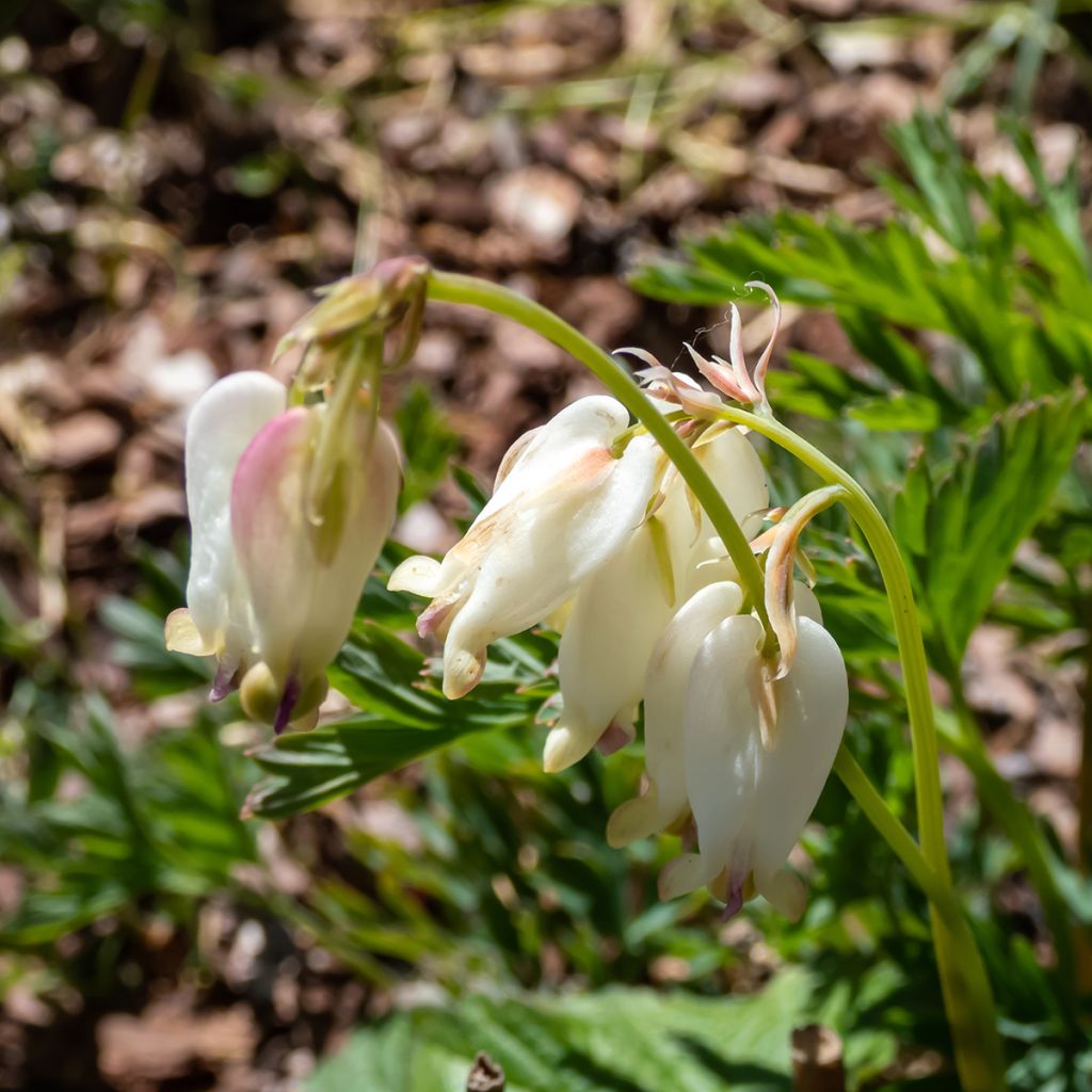 Dicentra formosa Aurora - Gebroken hartje