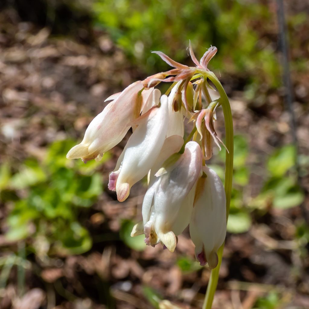 Dicentra formosa Aurora - Gebroken hartje