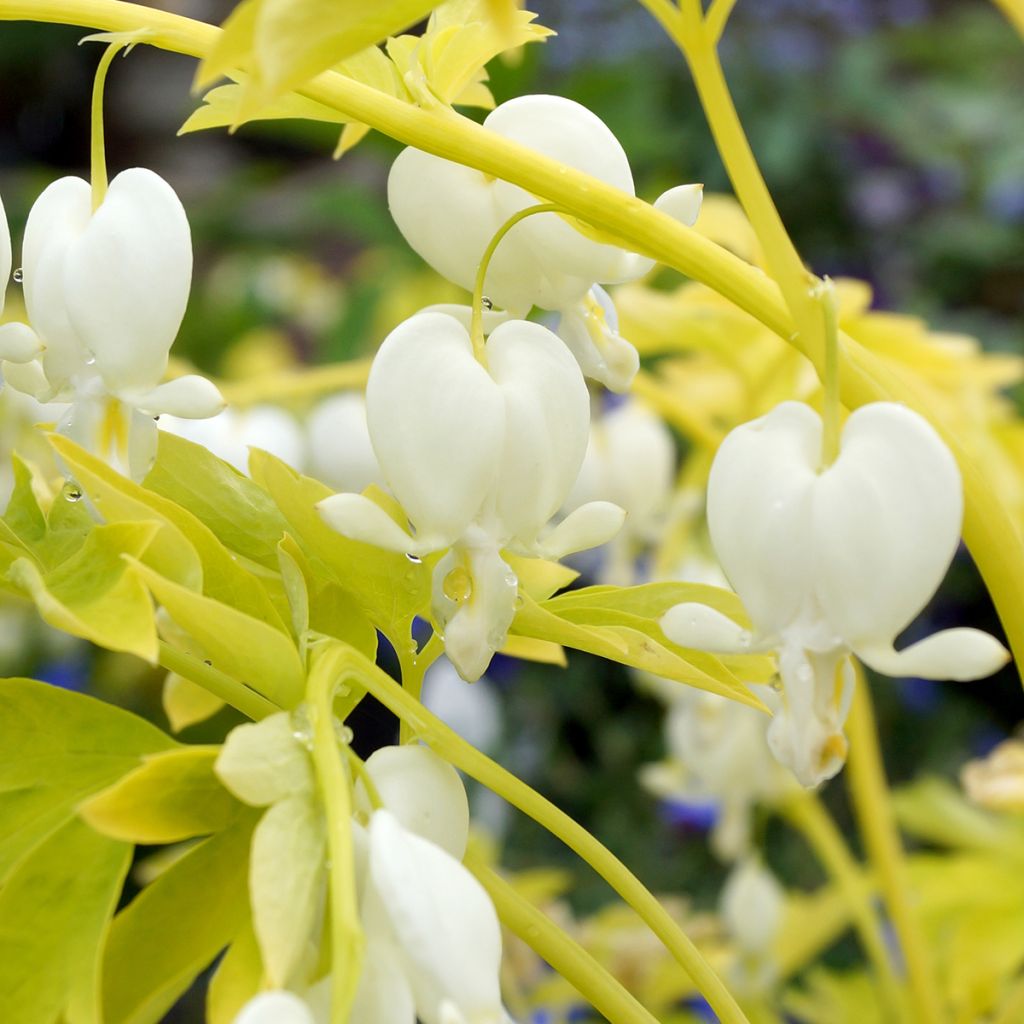 Dicentra spectabilis White Gold - Gebroken hartje