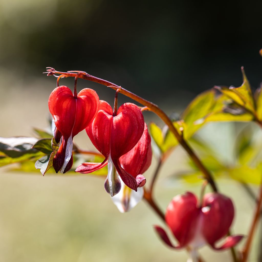 Dicentra spectabilis Valentine - Gebroken hartje