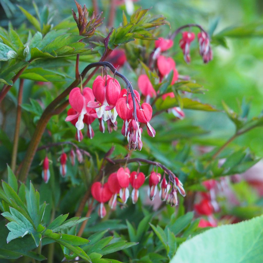 Dicentra spectabilis Valentine - Gebroken hartje