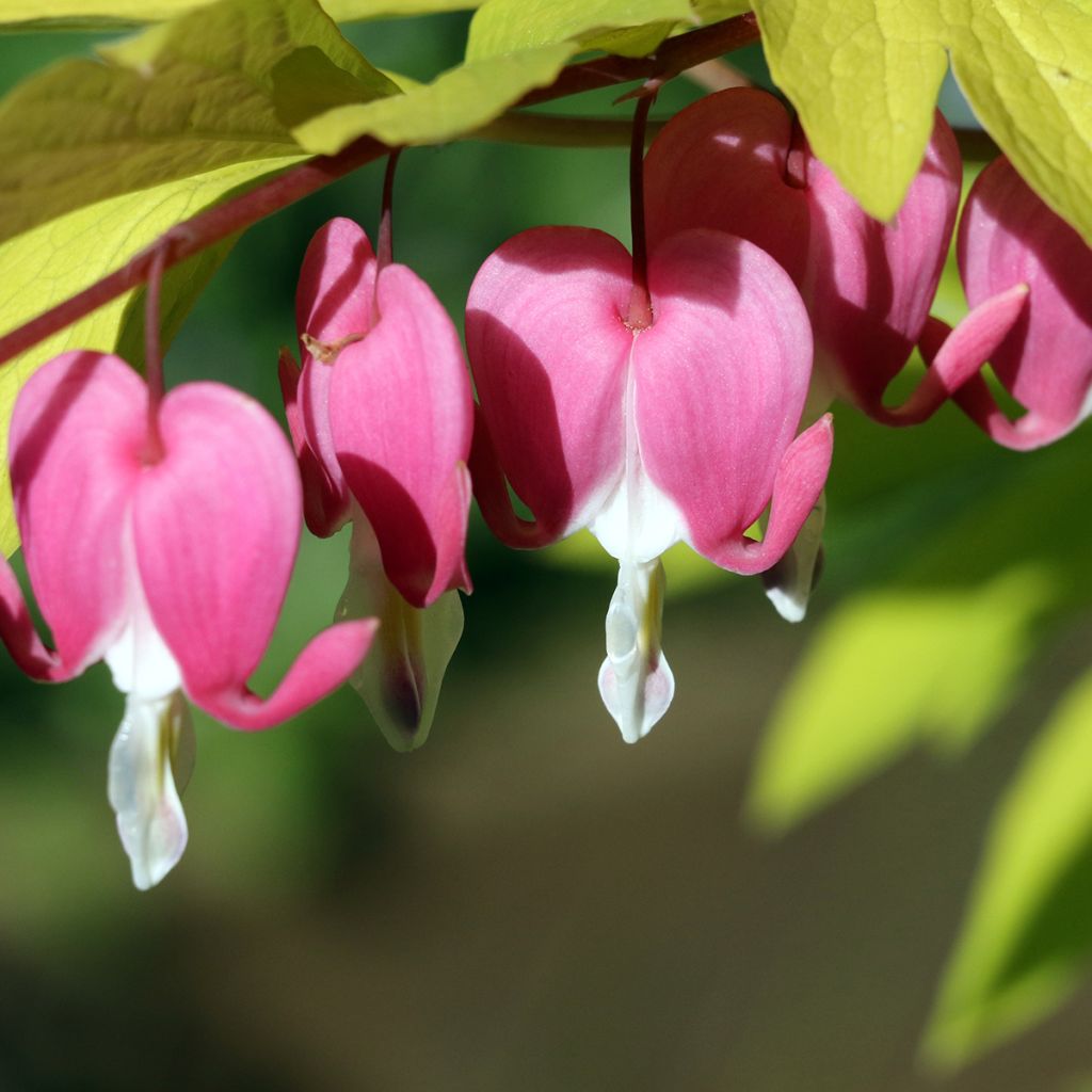 Dicentra spectabilis Goldheart - Gebroken hartje
