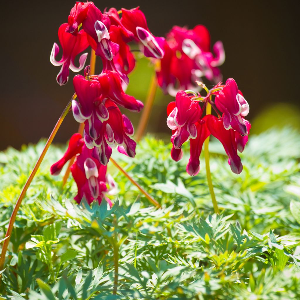 Dicentra Burning Hearts - Gebroken hartje