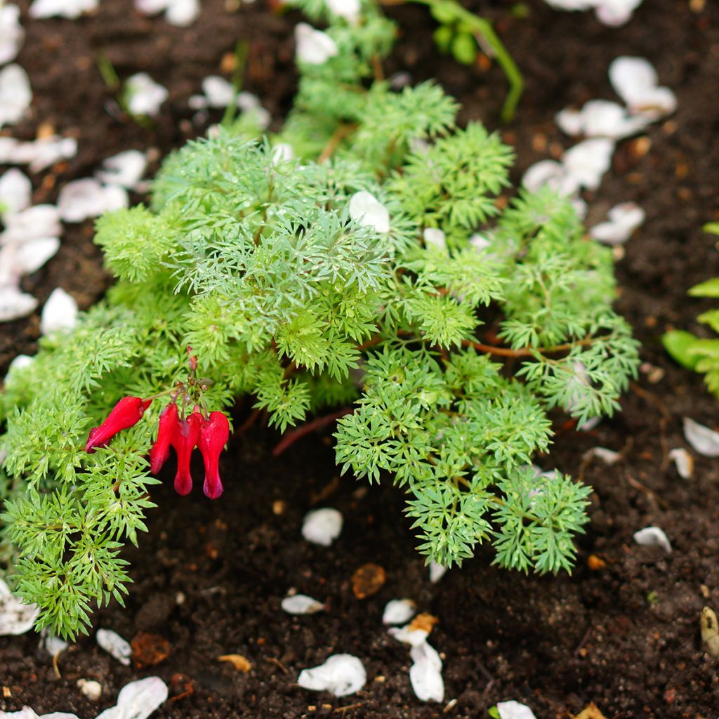 Dicentra Burning Hearts - Gebroken hartje