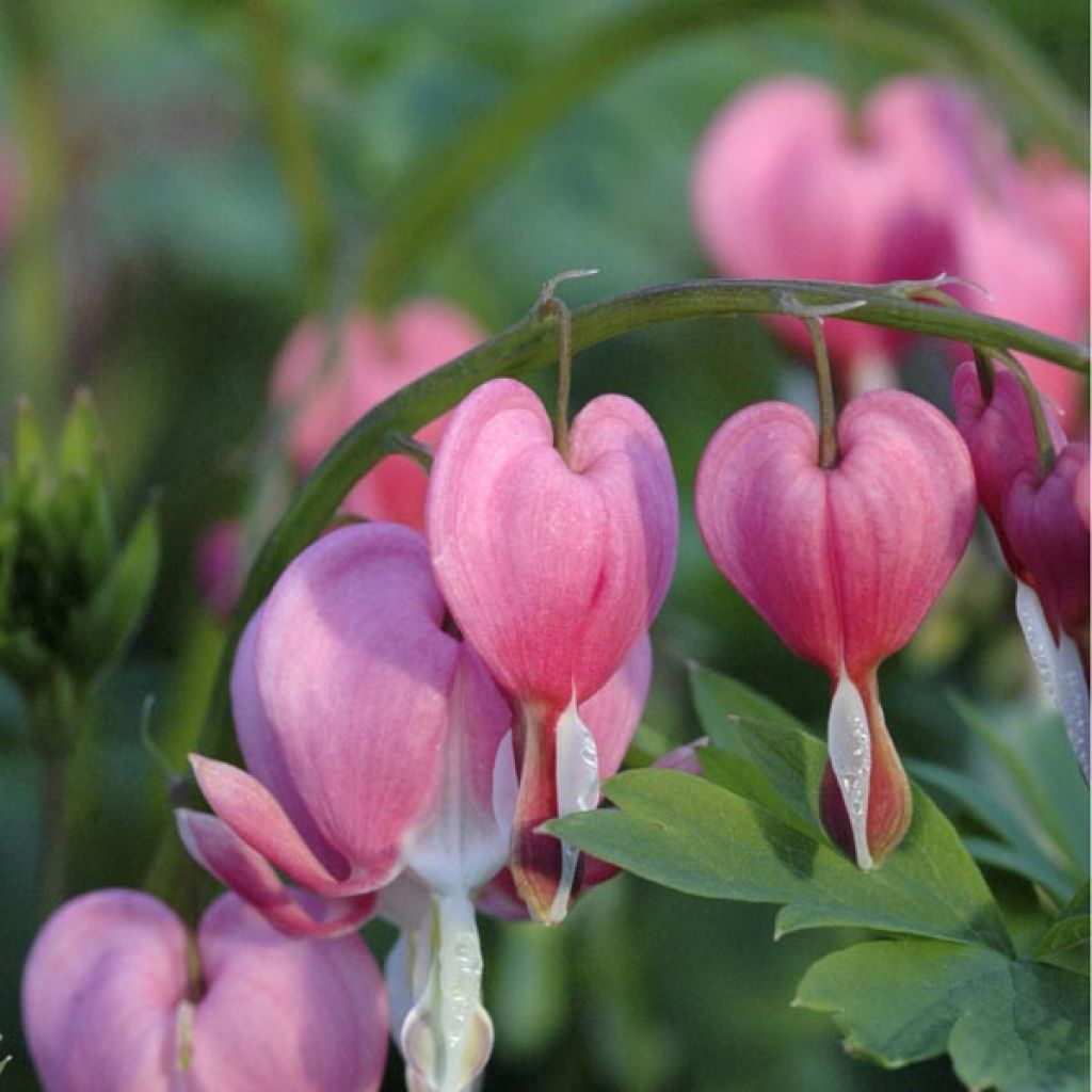 Dicentra spectabilis Roze - Gebroken hartje