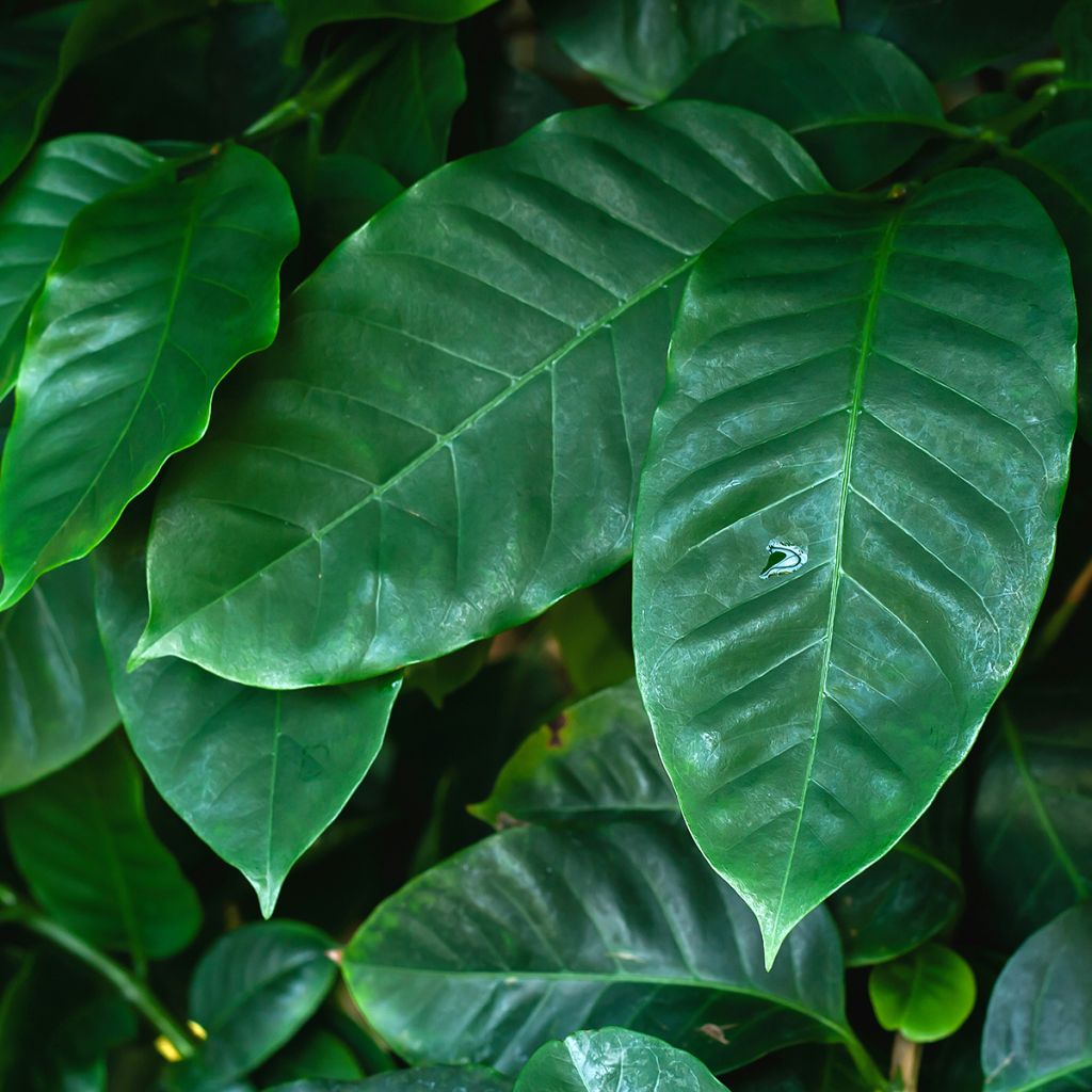 Koffieplant - Coffea arabica
