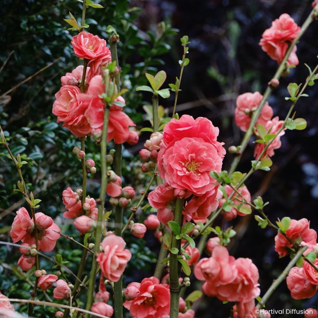 Chaenomeles speciosa Double Delice Passion - Chinese sierkwee
