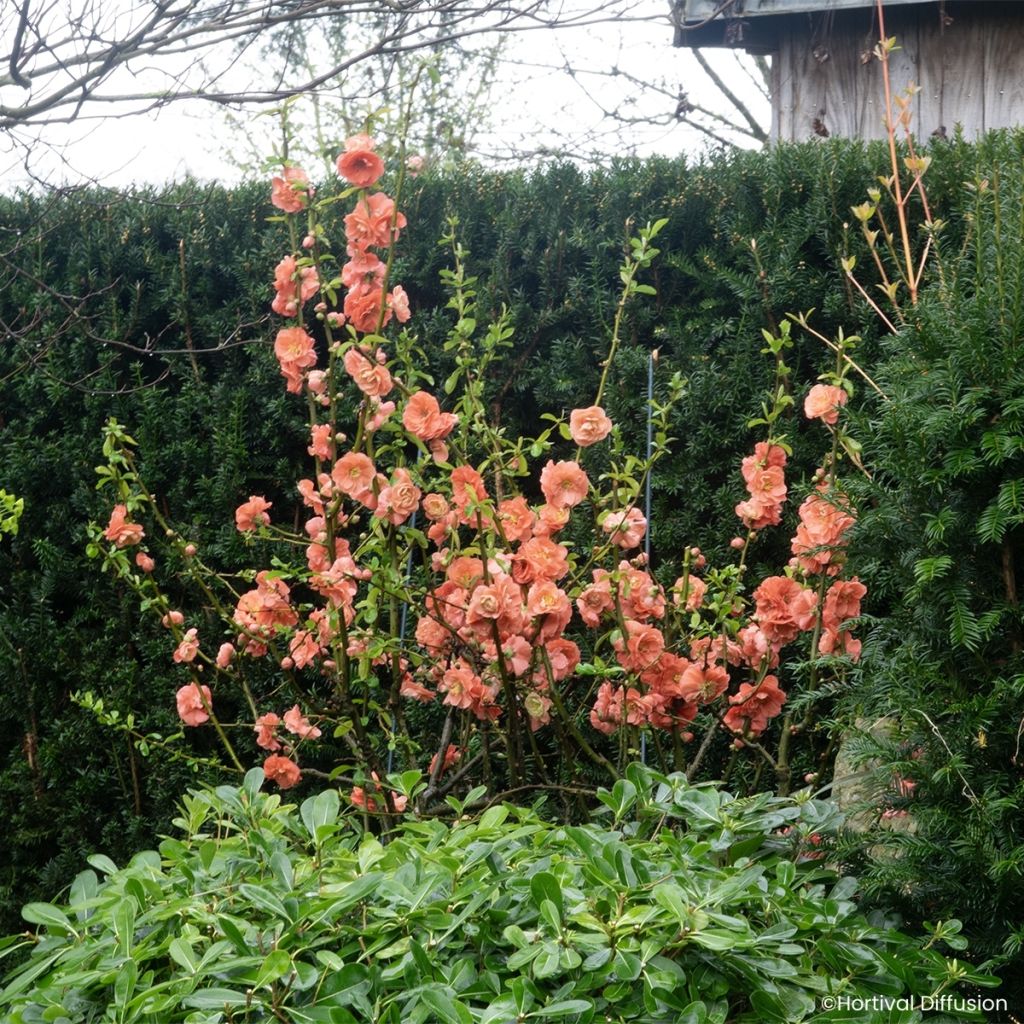 Chaenomeles speciosa Double Delice Passion - Chinese sierkwee