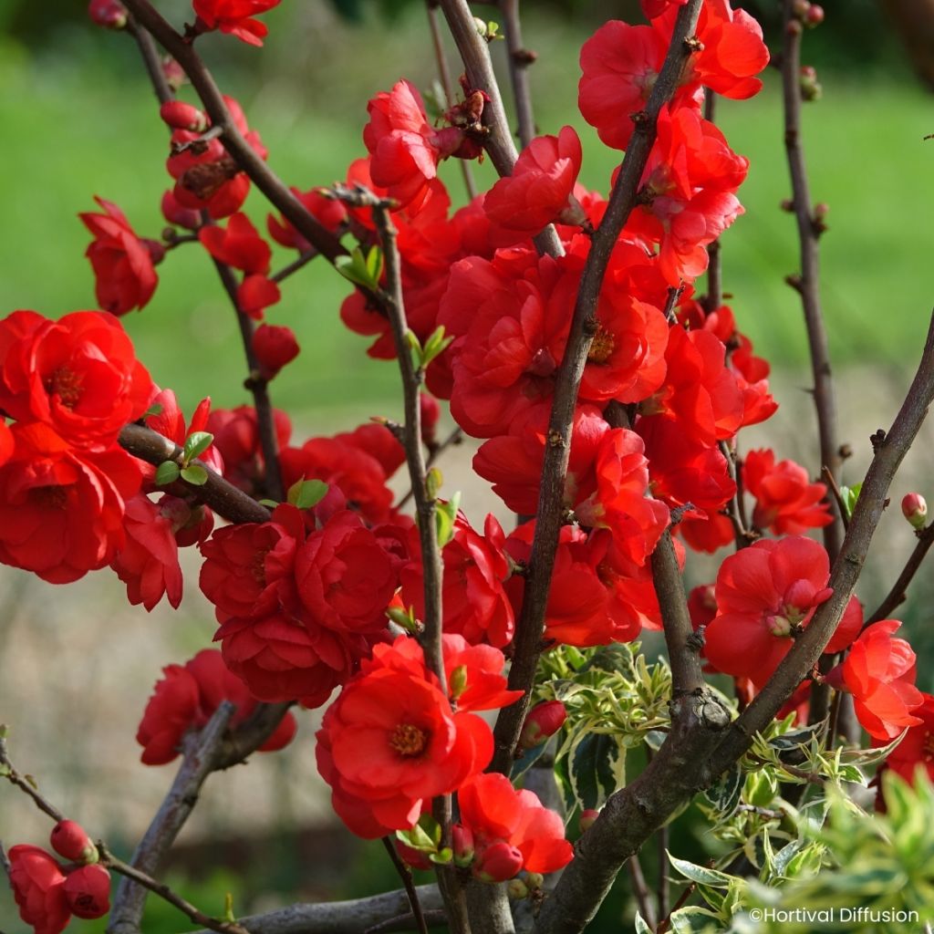 Chaenomeles speciosa Double Delice Rouge Baiser - Chinese sierkwee