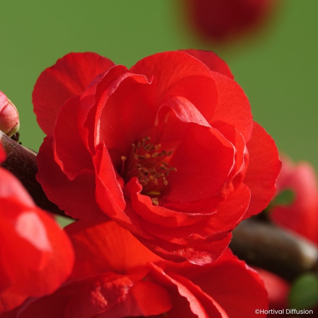 Chaenomeles speciosa Double Delice Rouge Baiser - Chinese sierkwee
