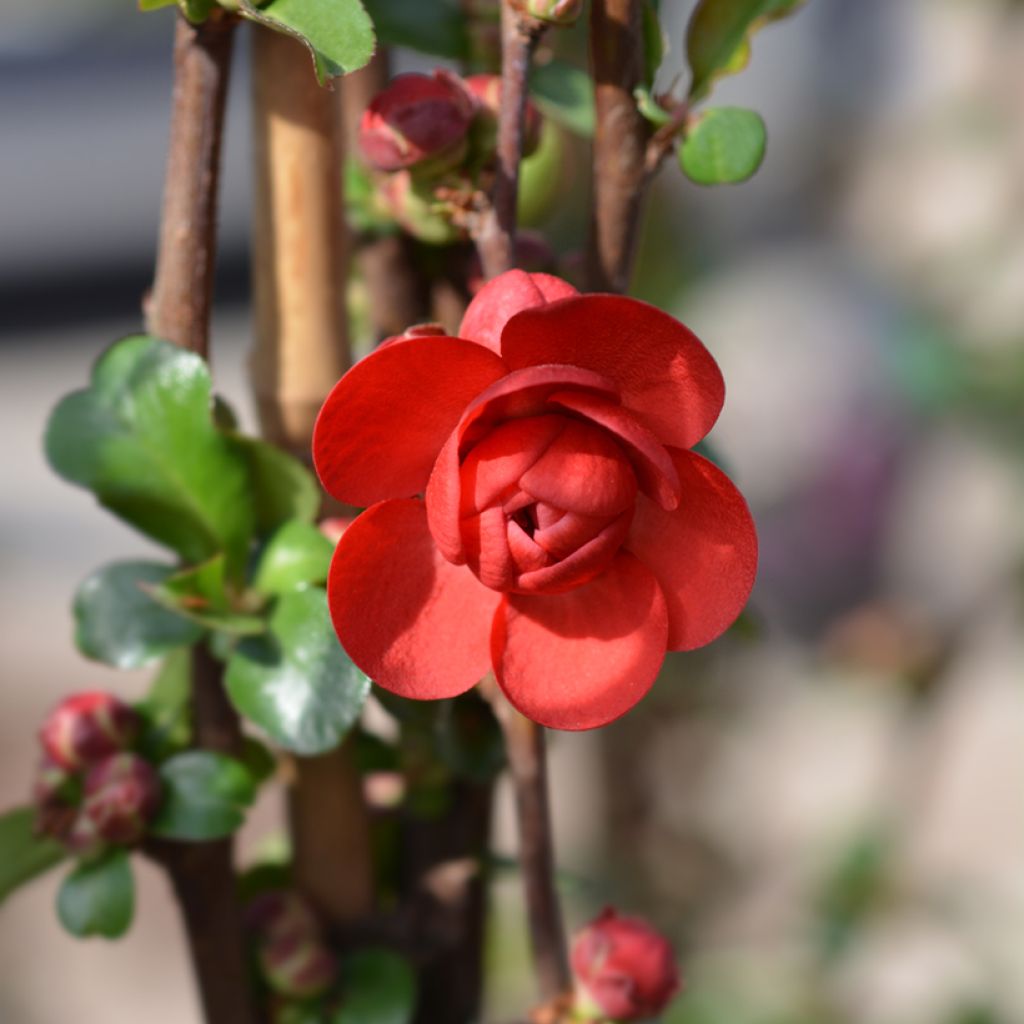 Chaenomeles speciosa Scarlet Storm - Chinese sierkwee
