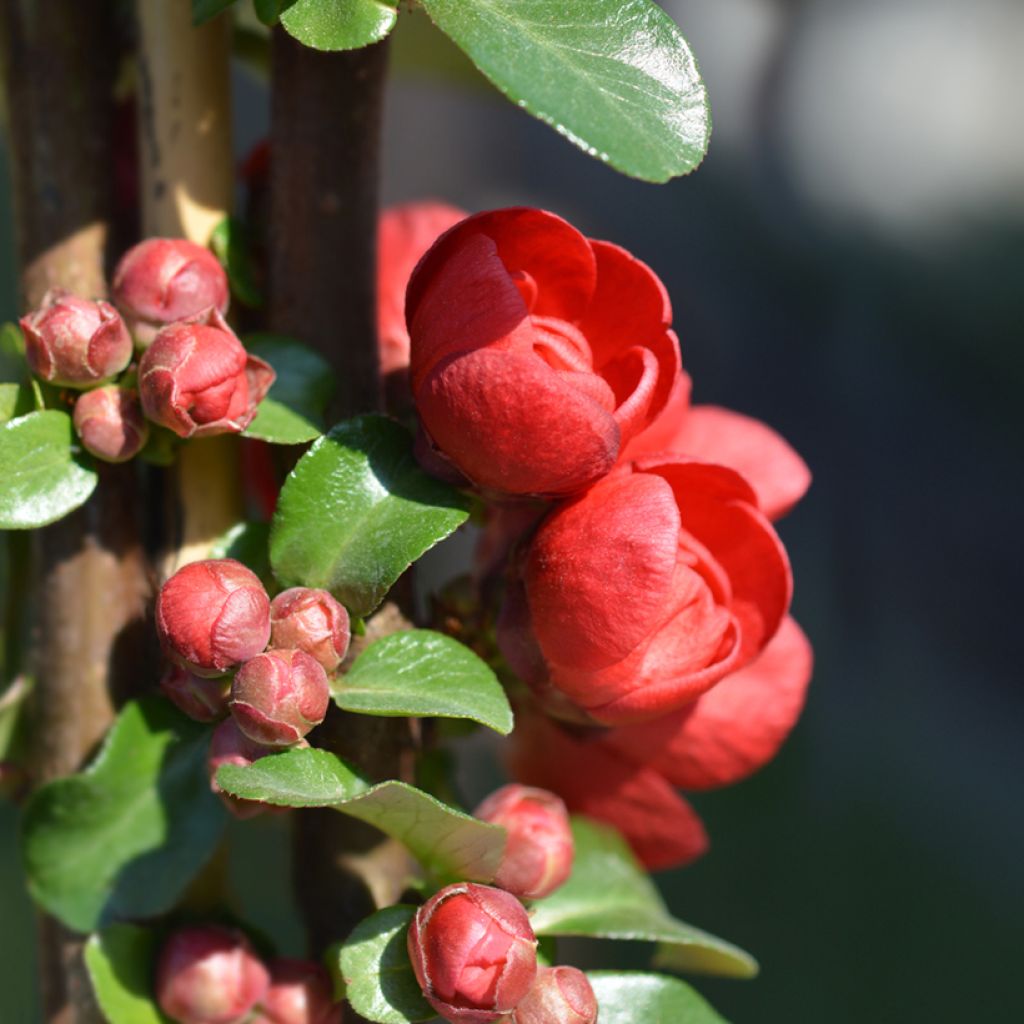 Chaenomeles speciosa Scarlet Storm - Chinese sierkwee