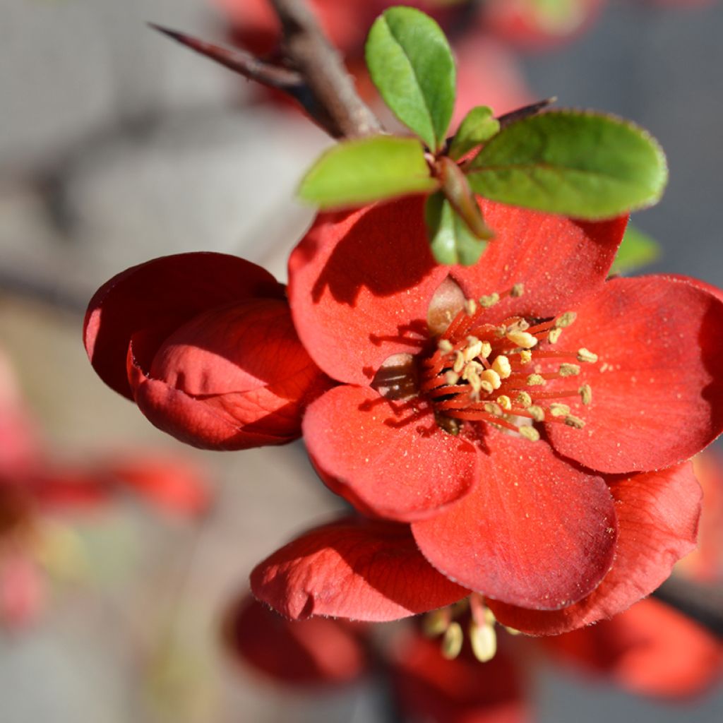 Chaenomeles superba Hollandia - Chinese sierkwee