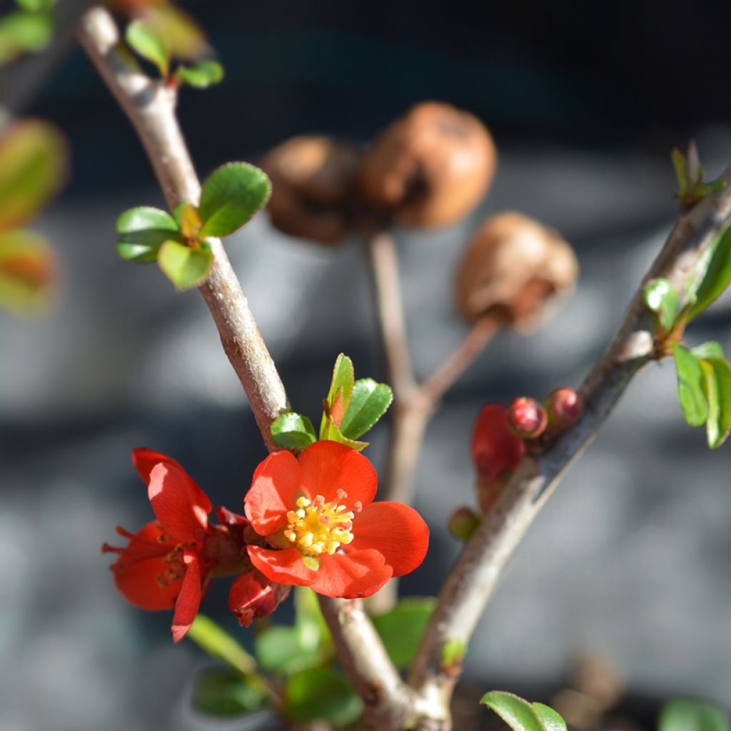 Chaenomeles superba Hollandia - Chinese sierkwee