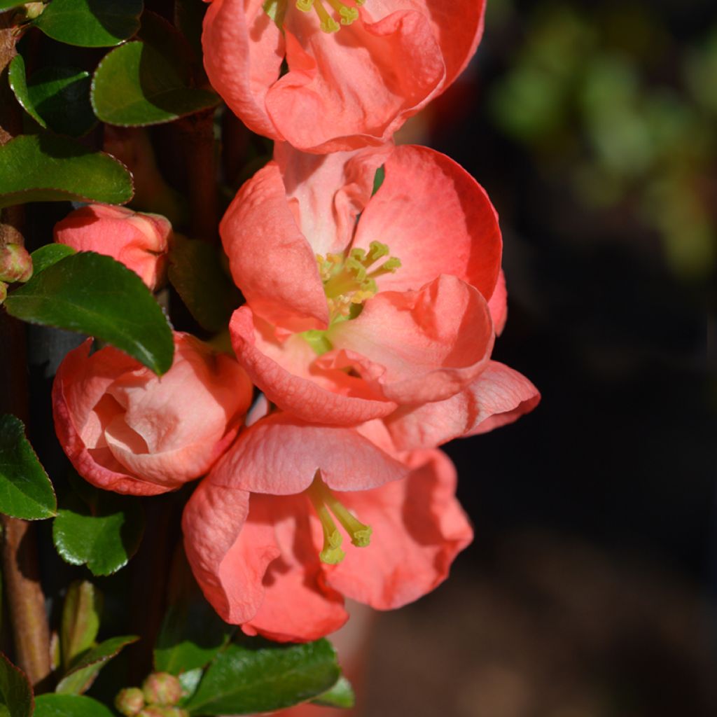 Chaenomeles superba Salmon Horizon - Chinese sierkwee