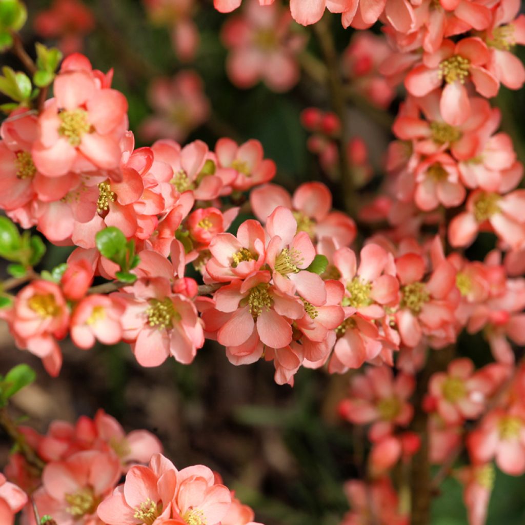 Chaenomeles superba Salmon Horizon - Chinese sierkwee