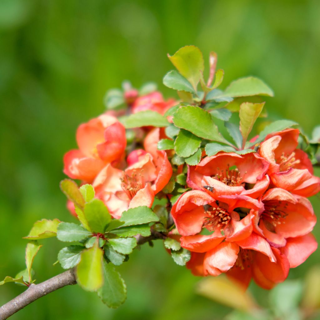 Chaenomeles superba Texas Scarlet - Chinese sierkwee