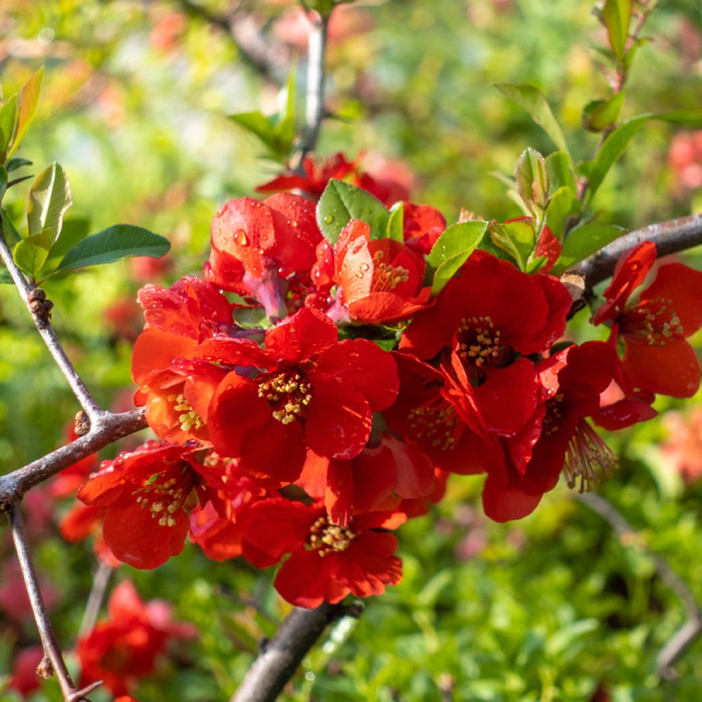 Chaenomeles superba Texas Scarlet - Chinese sierkwee