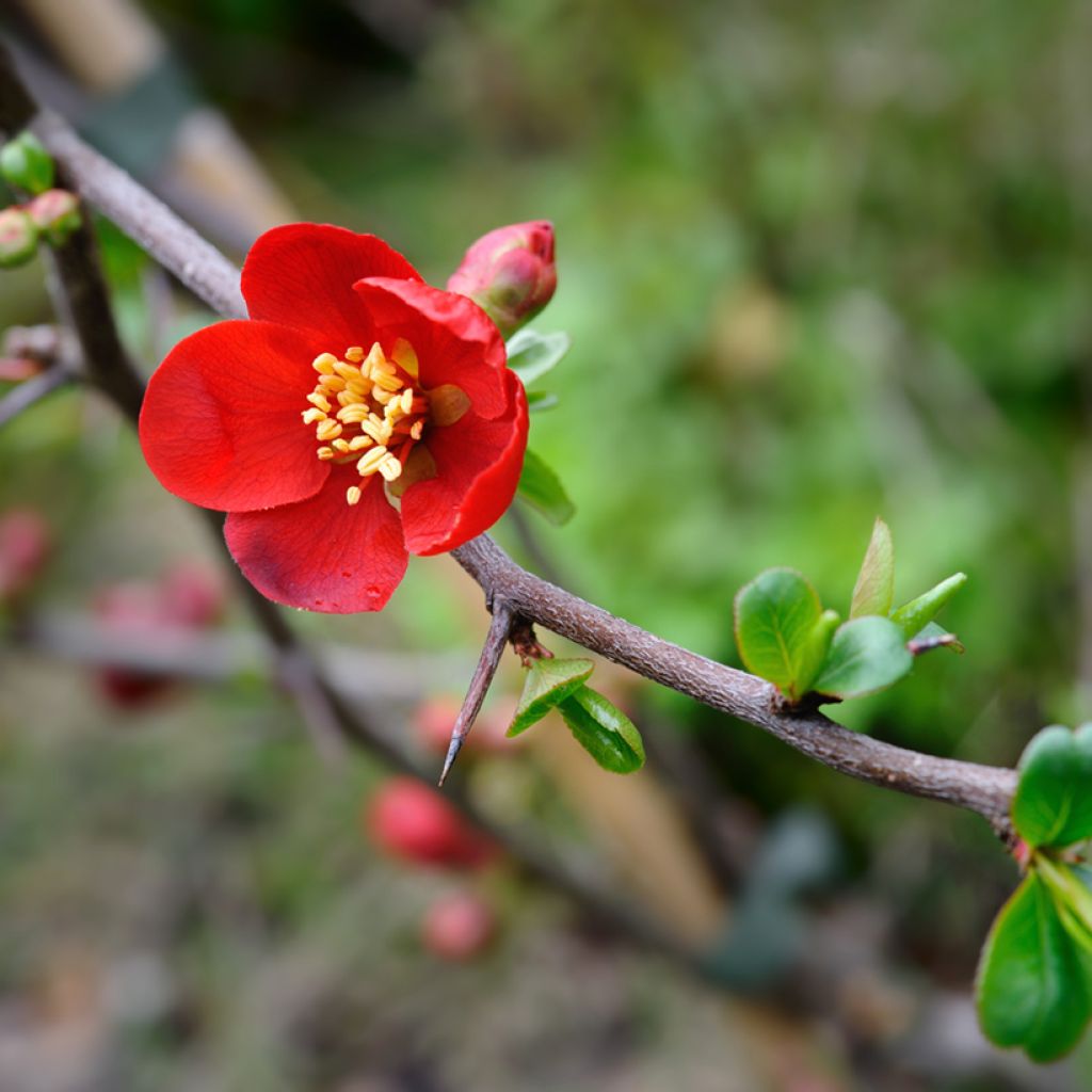 Chaenomeles superba Crimson and Gold - Chinese sierkwee