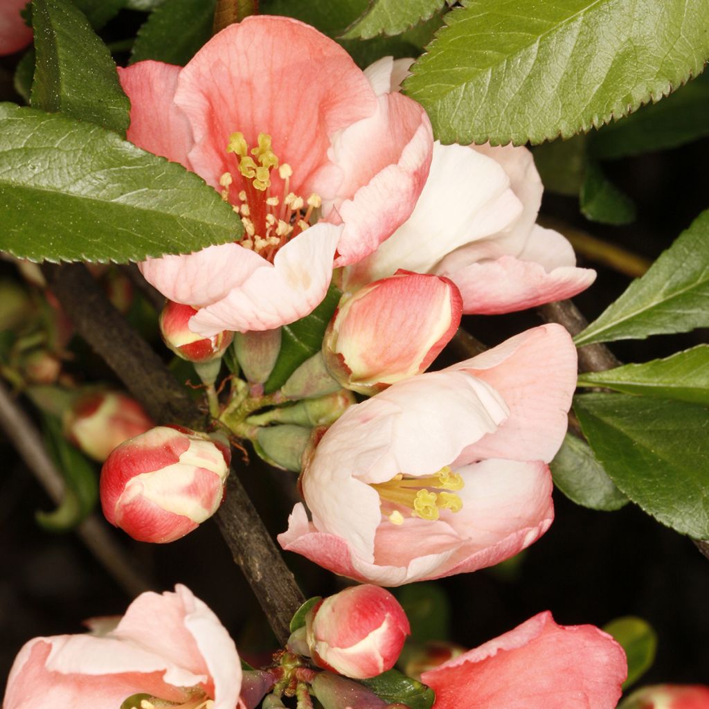 Chaenomeles speciosa Flocon Rose - Chinese sierkwee
