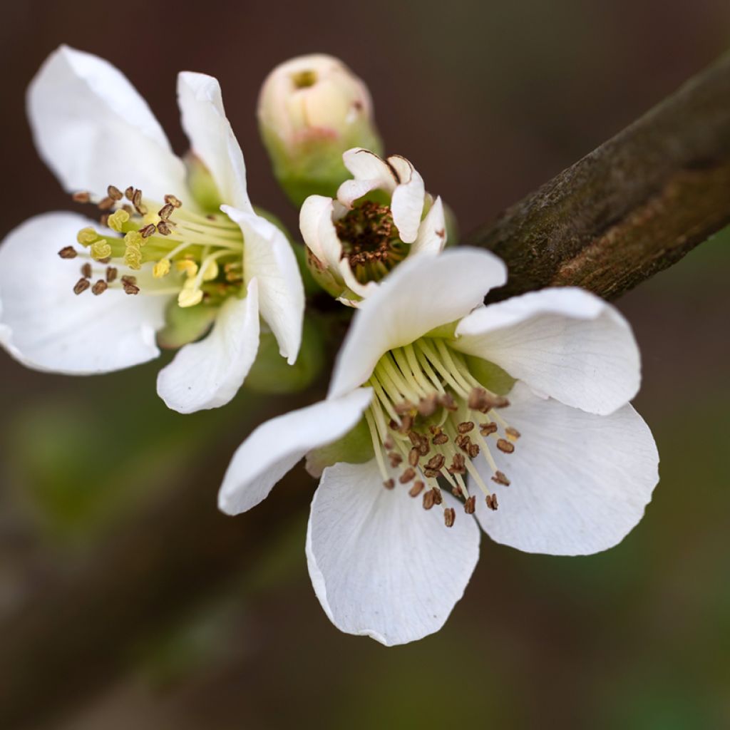 Chaenomeles speciosa Nivalis - Chinese sierkwee
