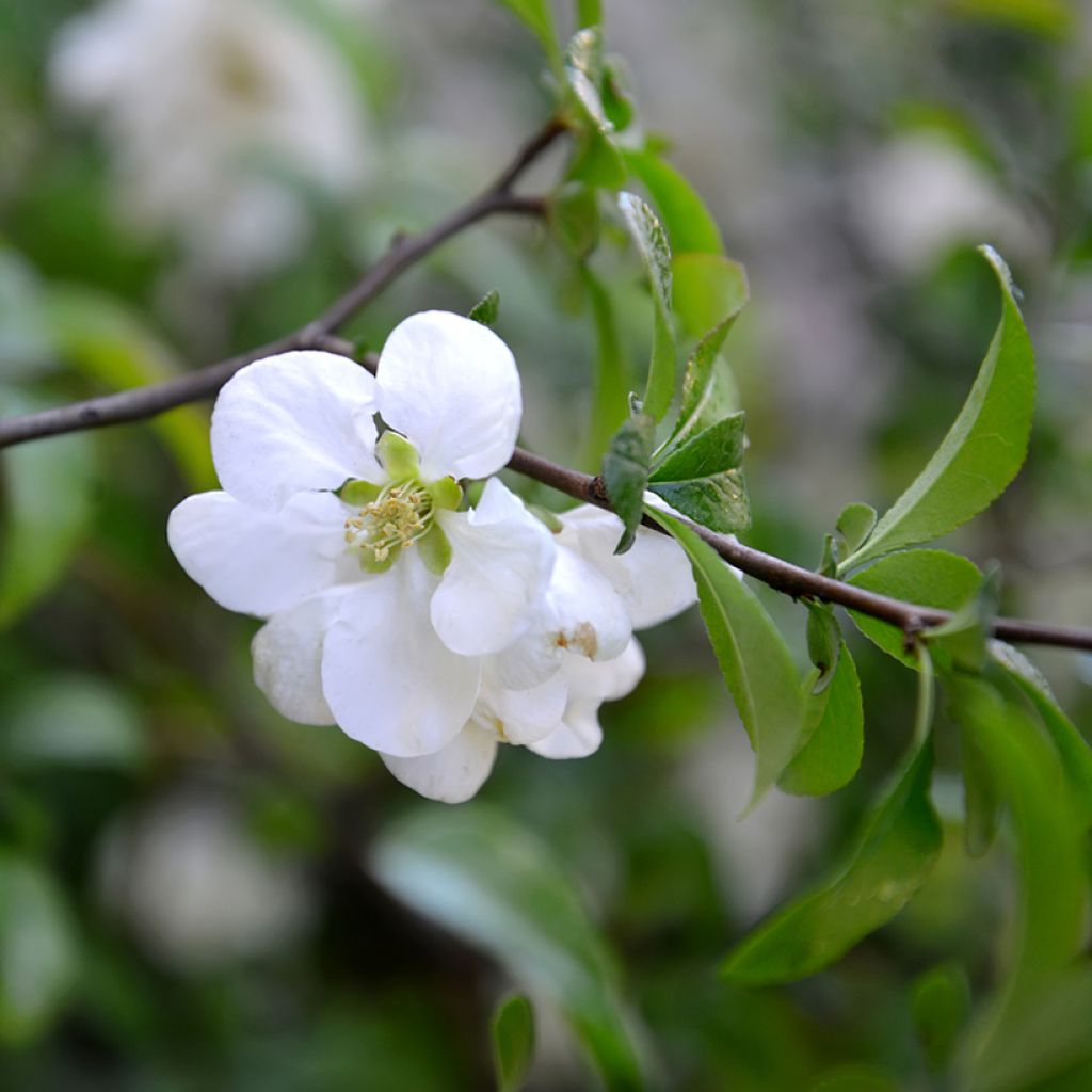 Chaenomeles speciosa Nivalis - Chinese sierkwee