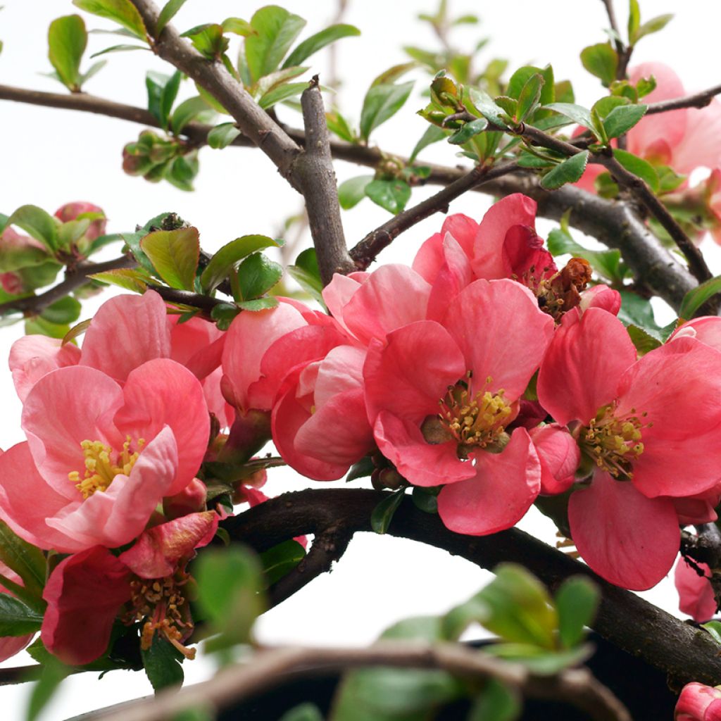 Chaenomeles superba Pink Lady - Chinese sierkwee