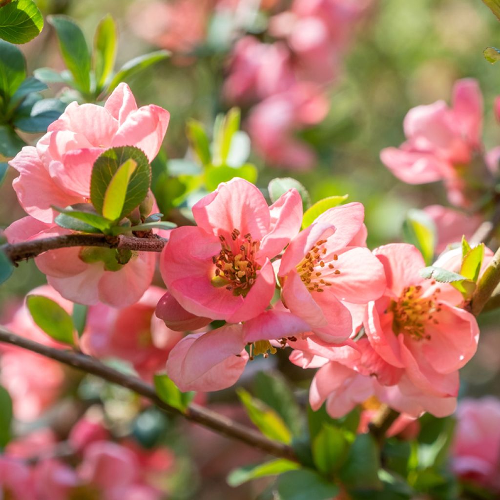 Chaenomeles superba Pink Lady - Chinese sierkwee