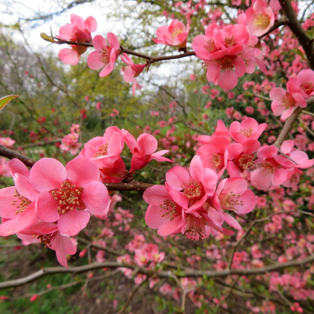 Chaenomeles superba Pink Trail - Chinese sierkwee