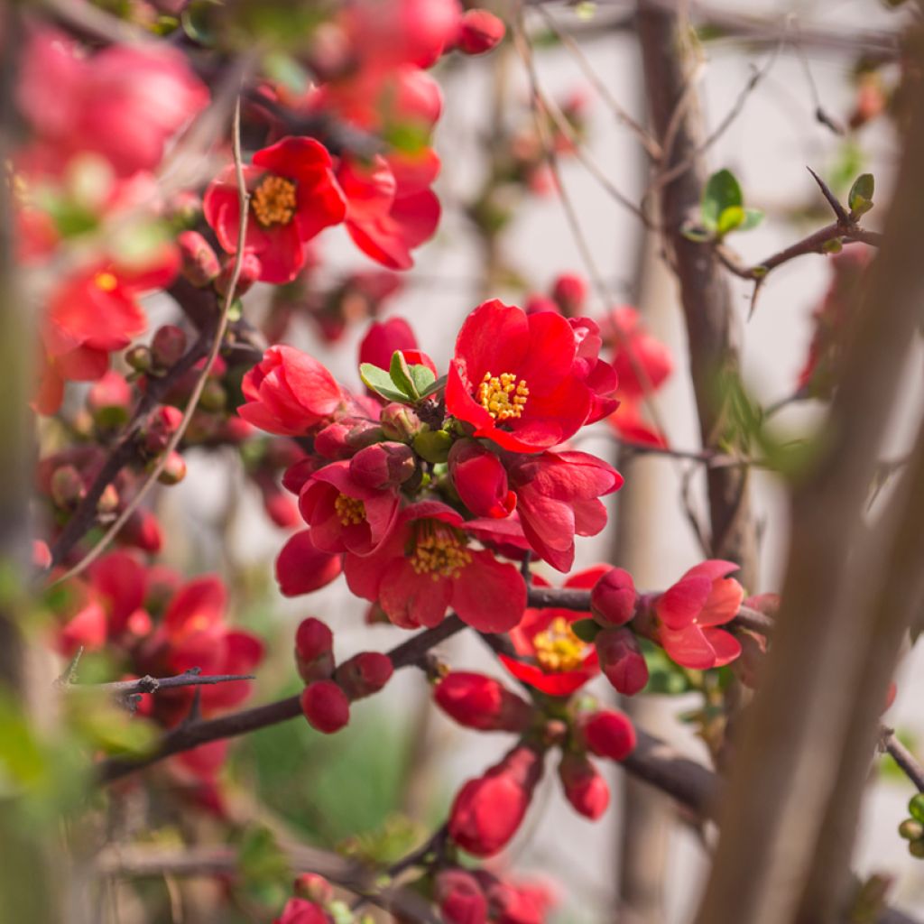 Chaenomeles superba Red Joy - Dwergkwee