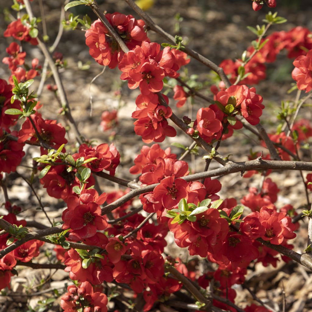 Chaenomeles speciosa Rubra - Chinese sierkwee