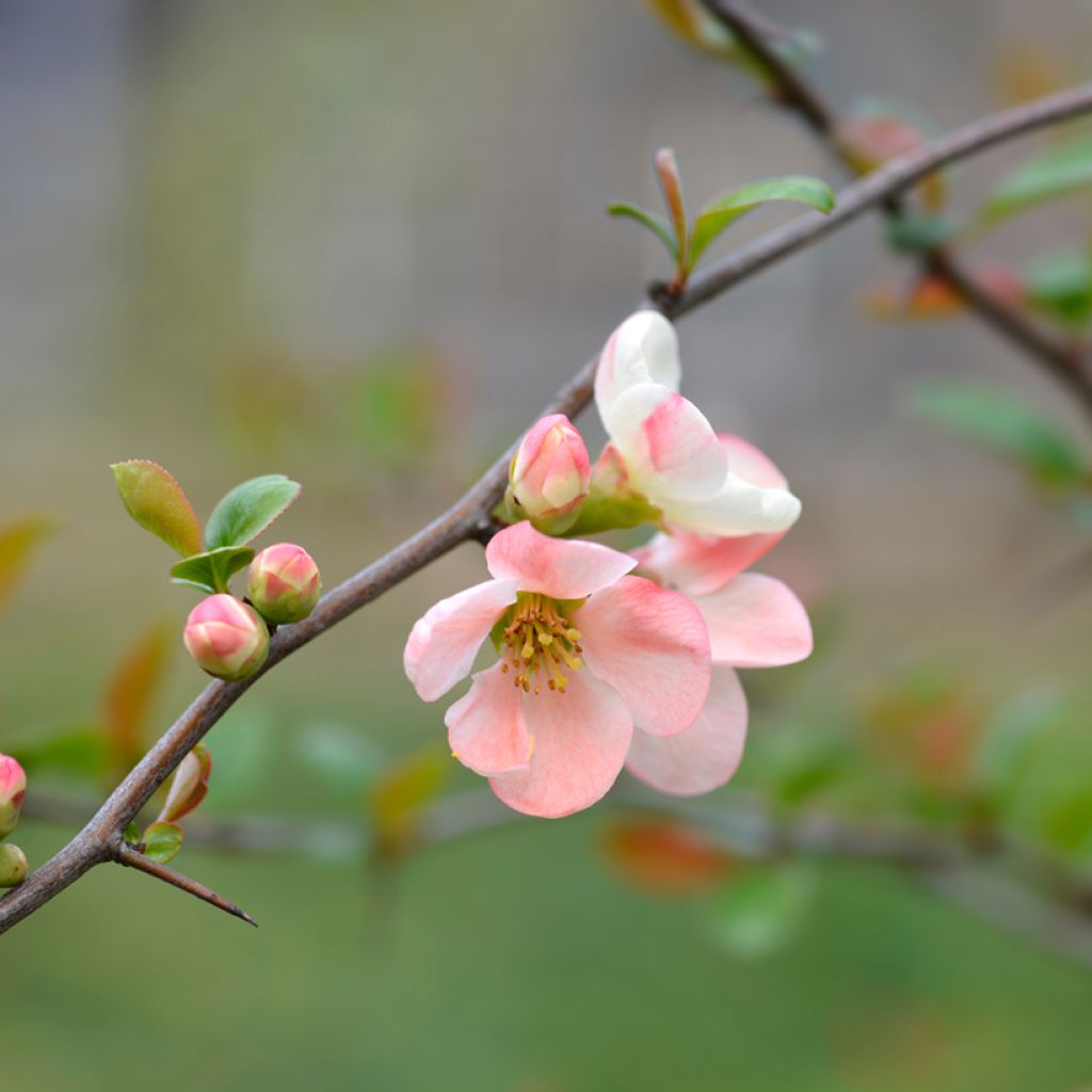 Chaenomeles speciosa Toyo-Nishiki - Japanse sierkwee