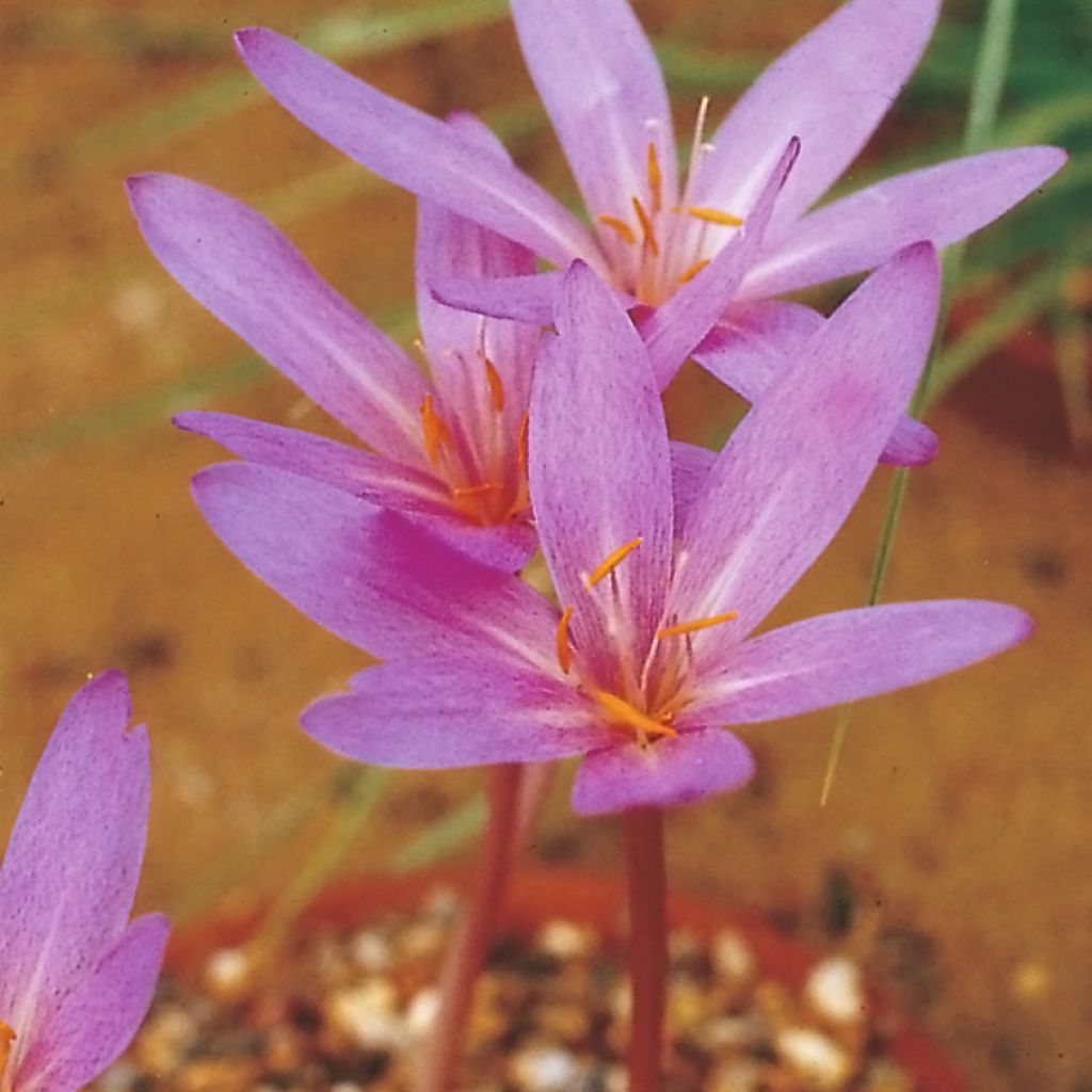 Colchicum autumnale Pannonicum - Herfsttijloos