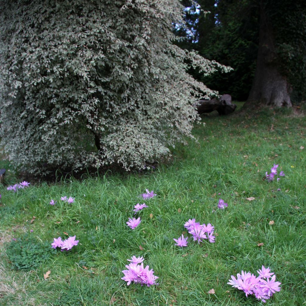 Colchicum autumnale Pleniflorum - Herfsttijloos