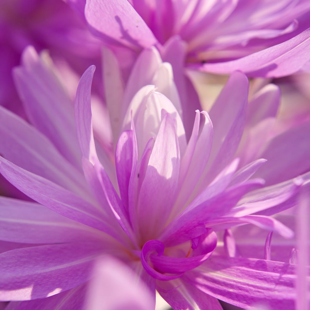 Colchicum automnale Waterlily - Herfsttijloos