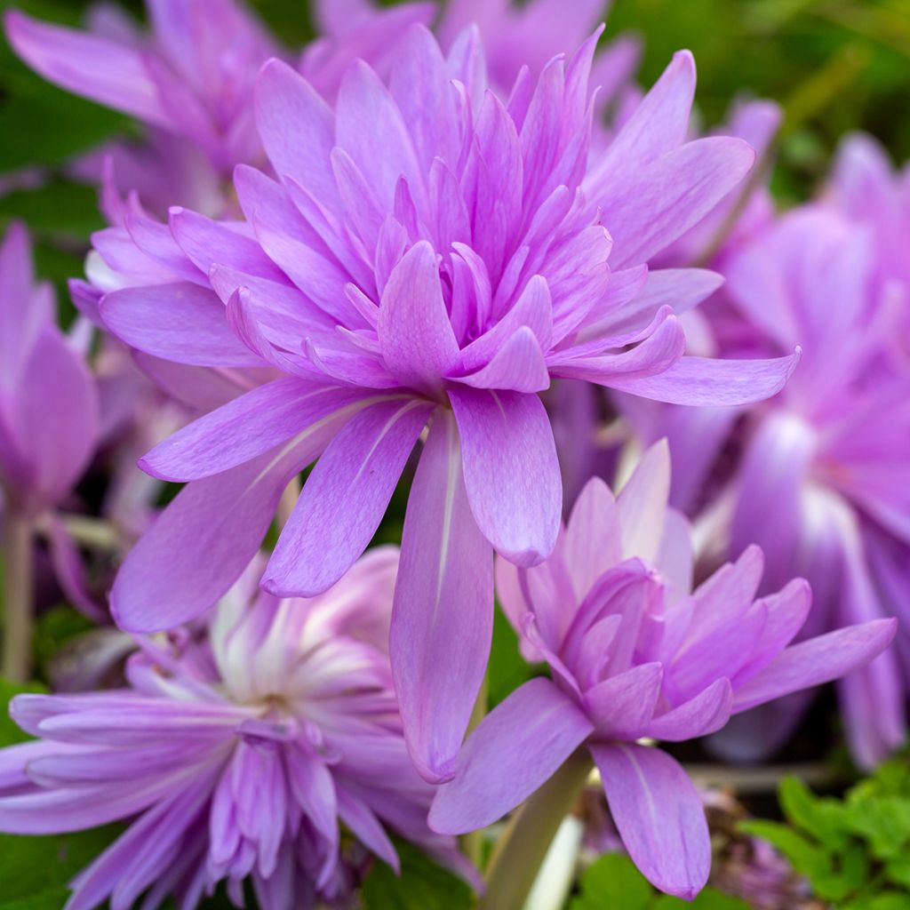 Colchicum automnale Waterlily - Herfsttijloos