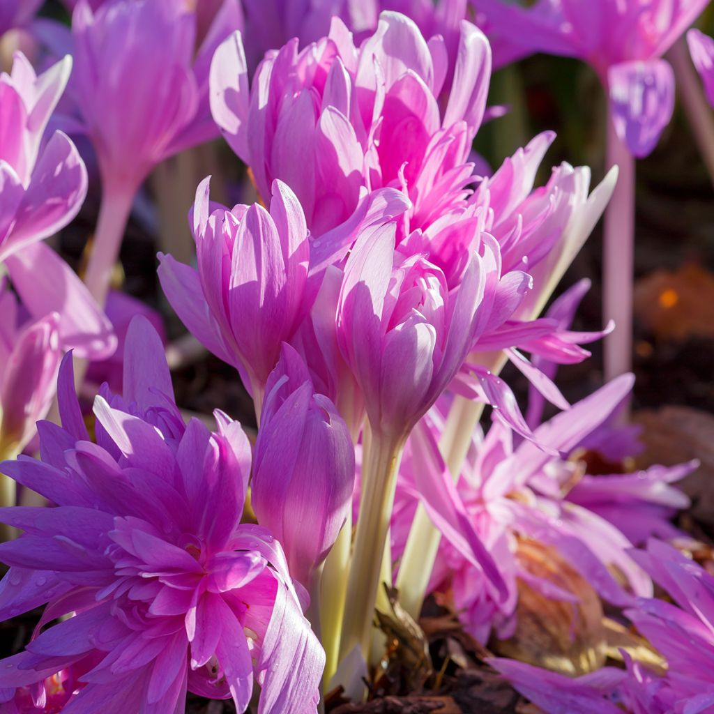 Colchicum automnale Waterlily - Herfsttijloos