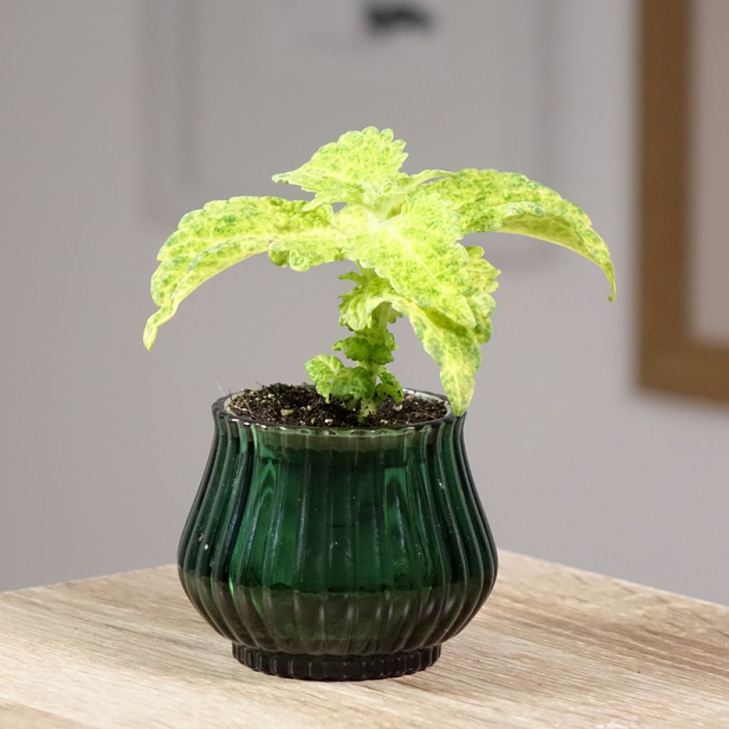 Coleus River Walk - Siernetel