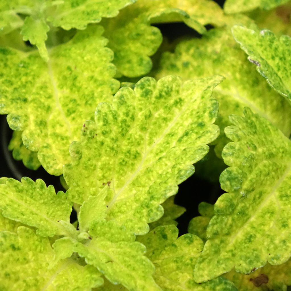 Coleus River Walk - Siernetel